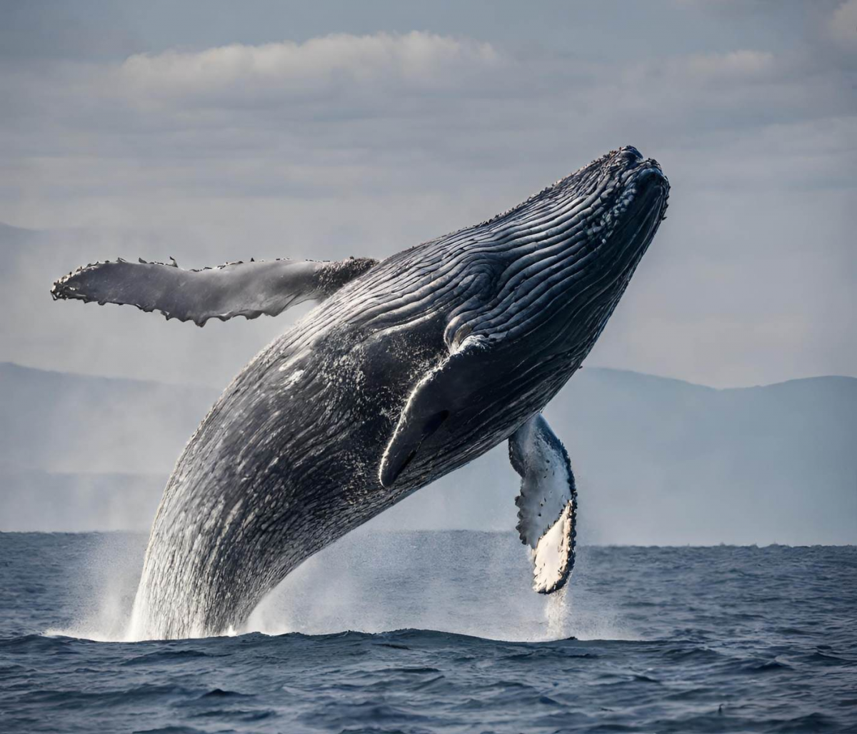 Watch whales jump in Costa Rica (Humpback)
